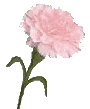 Gamma Phi Beta's Flower - The Pink Carnation